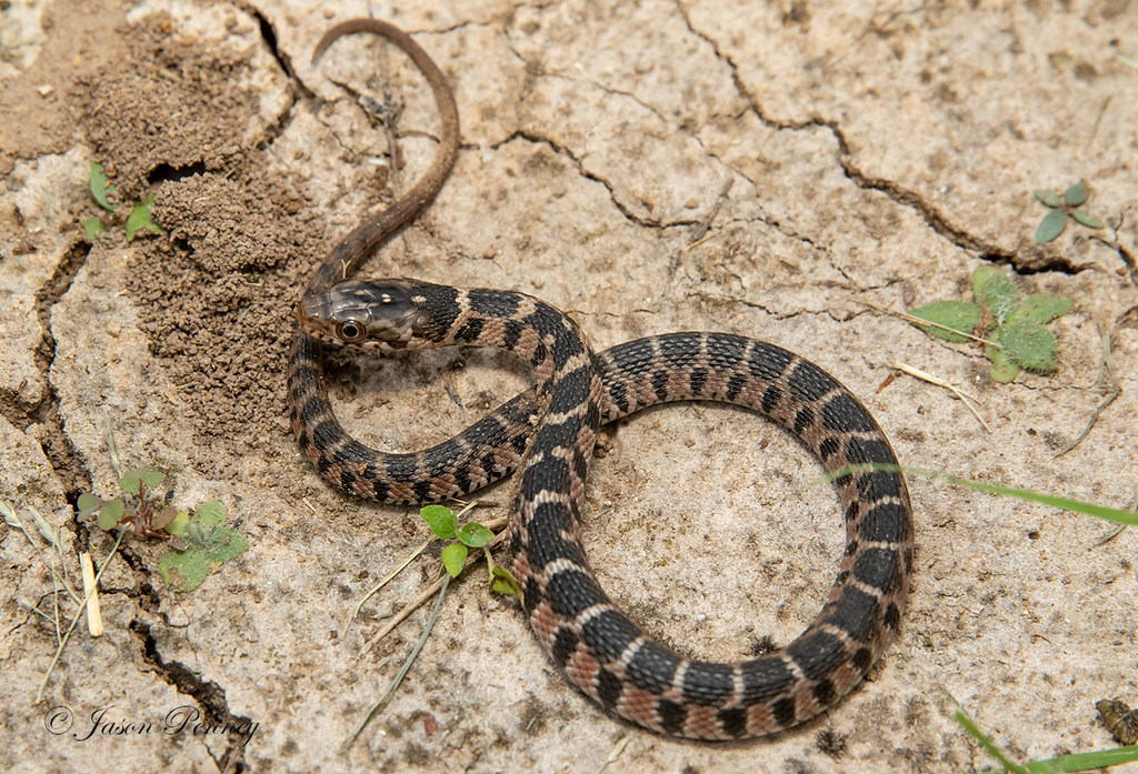 Plainbellied Watersnake (Juvenile Pattern) Nerodia eryt… Flickr