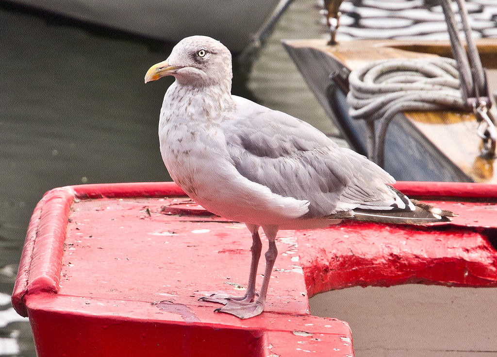 Silbermöwe / Herring gull 2 OLYMPUS DIGITAL CAMERA Flickr