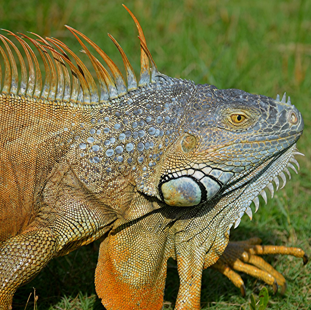 Gold Iguana and his glorious armor! The green iguana