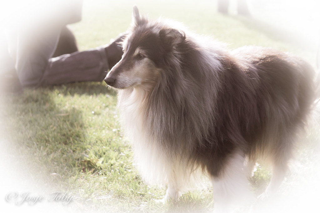 sheltie walk 27 okt 2018, 25 shelties and their owners had… Flickr