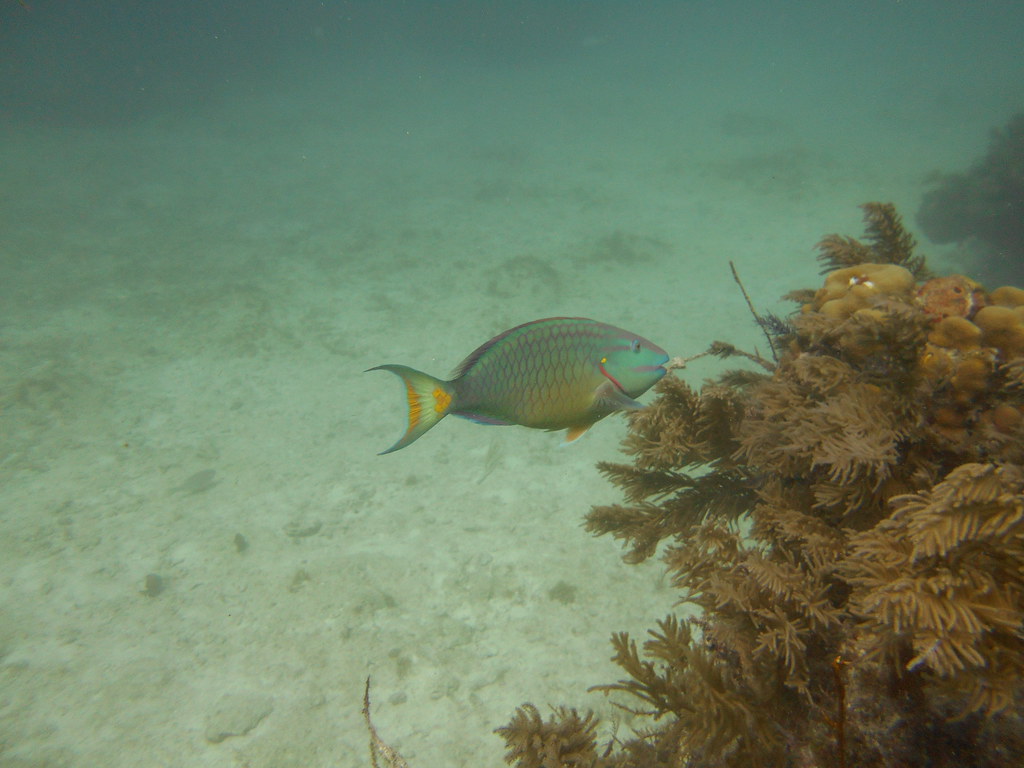 Horseshoe Reef Colorful Fish Christ Abyss Beautiful Sight Flickr
