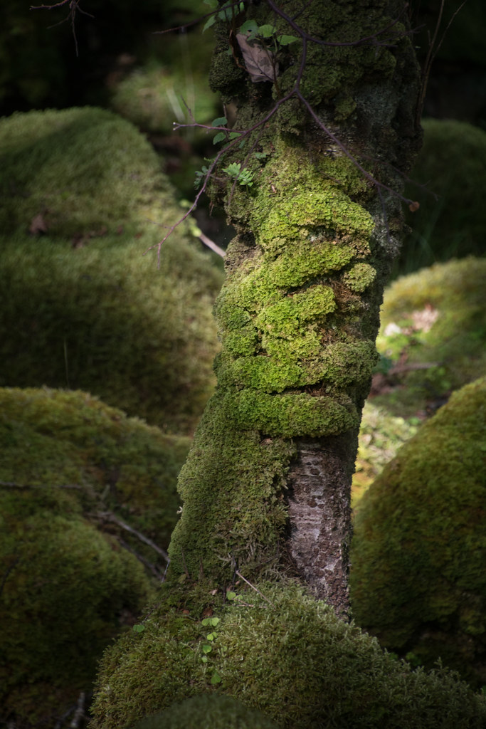Moss in forest undergrowth Taken on the Glenveagh Estate, … Flickr