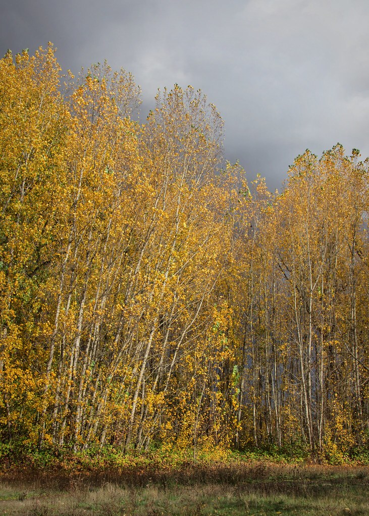 Quaking Aspen grove 10 29 2018 A grove of Quaking Aspen tr… Flickr