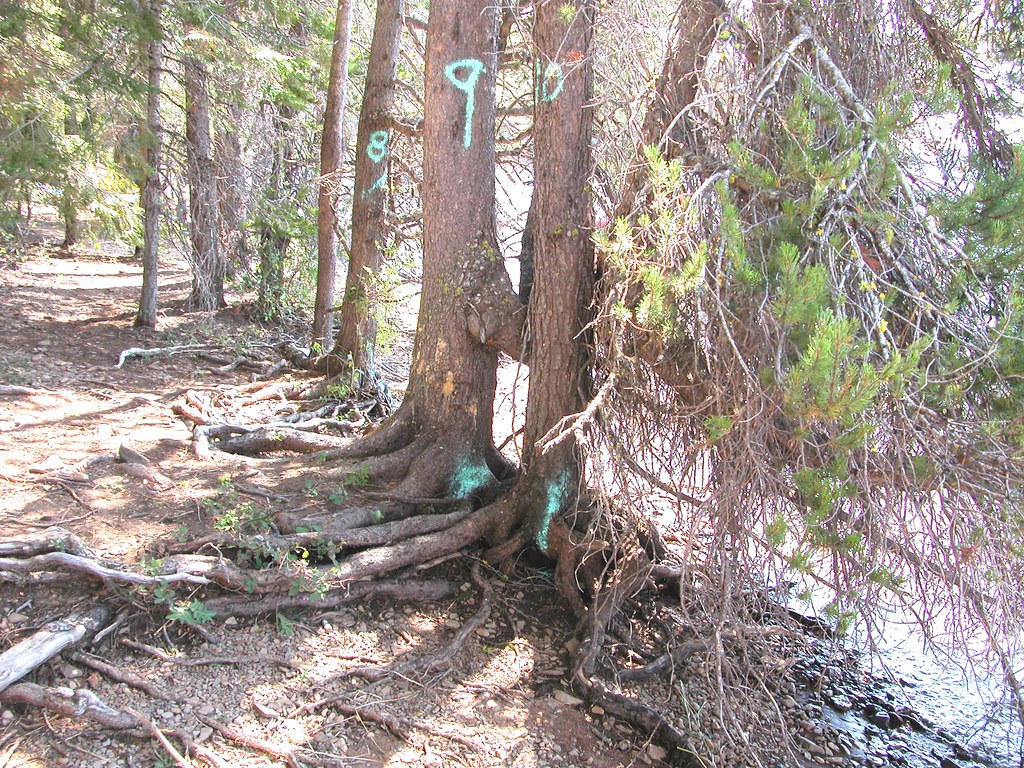 c.2006. Lodgepole pines washed out roots with rot. Lake … Flickr