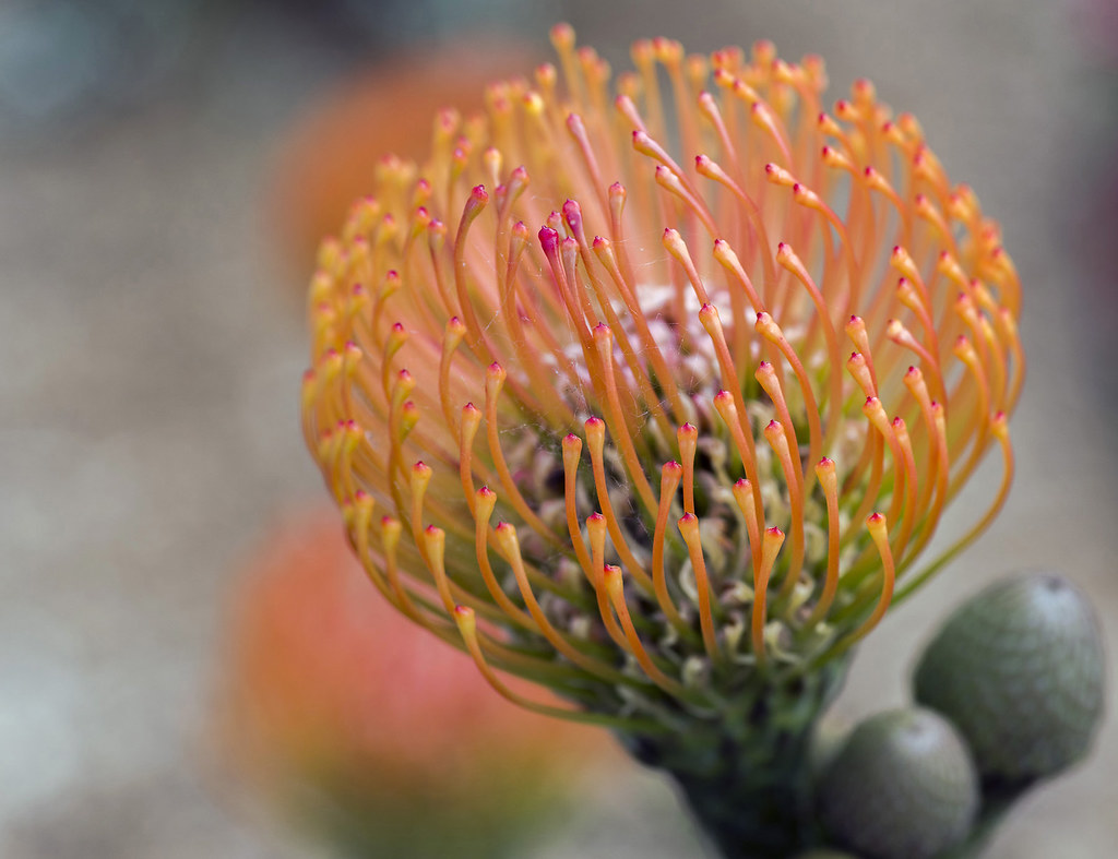 A pincushion Protea, Leucospermum sp. growing near where … Flickr