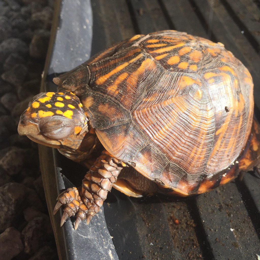 Eastern box turtle Found in my garden with swollen eyes an… Flickr