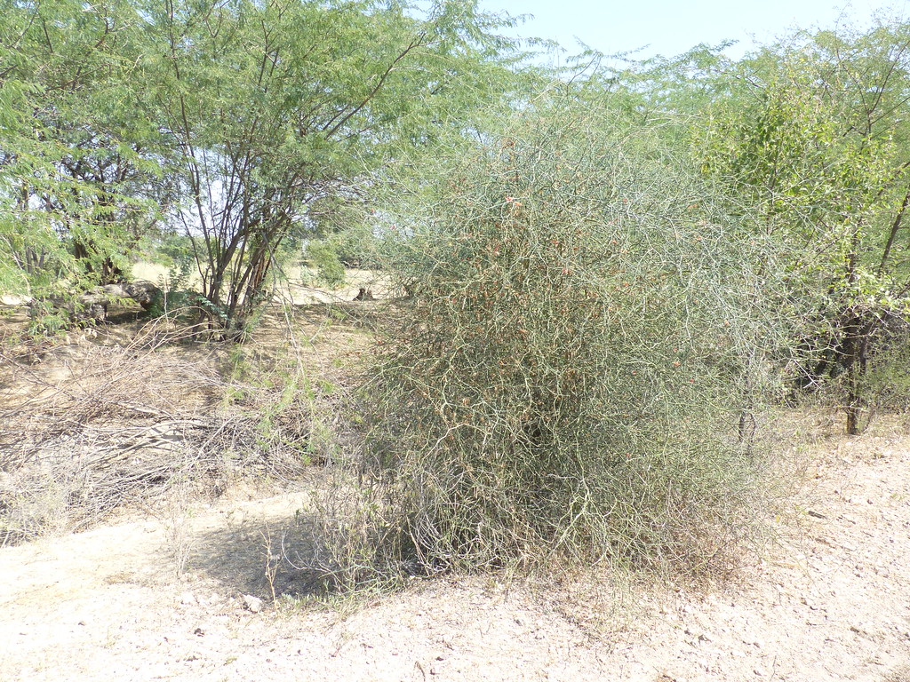 Kiral (Konkani किरळ) Capparaceae (caper family) » Cappari… Flickr