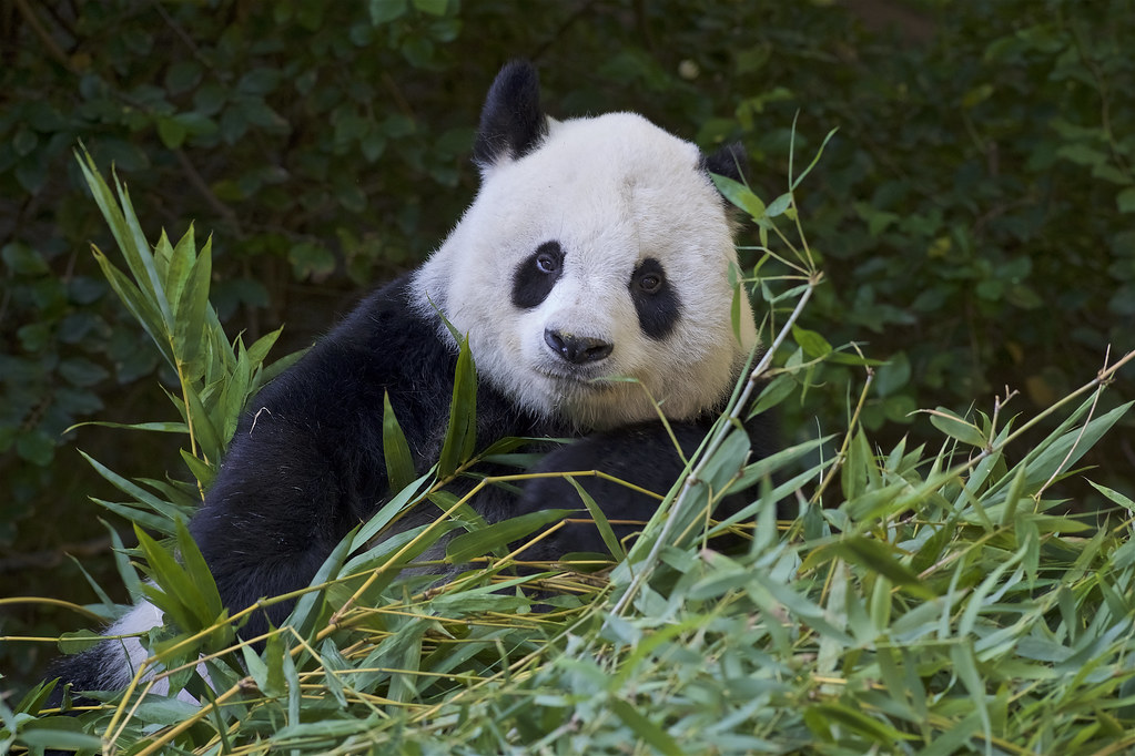 time waits for no one Gao Gao Returns to China by Rita Petita Via...