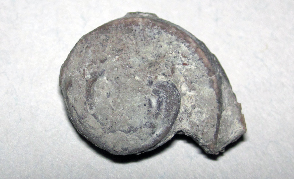 Straparollus planodorsatus (fossil gastropod) (Maxville Limestone