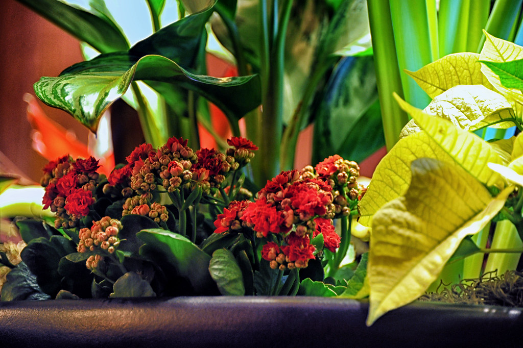 Flower arrangement Andres Alvarado Flickr