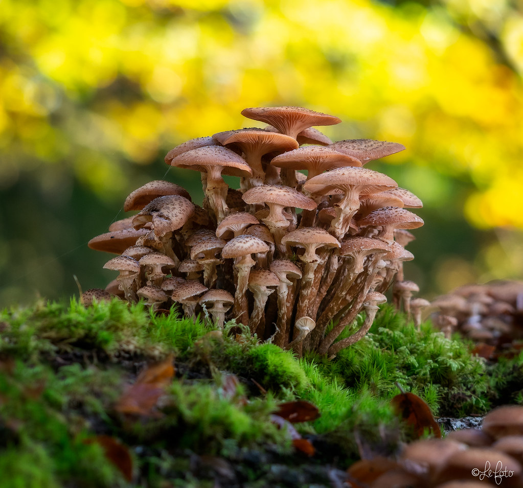 Honey Fungus Olympus digital camera Peter LeCointe