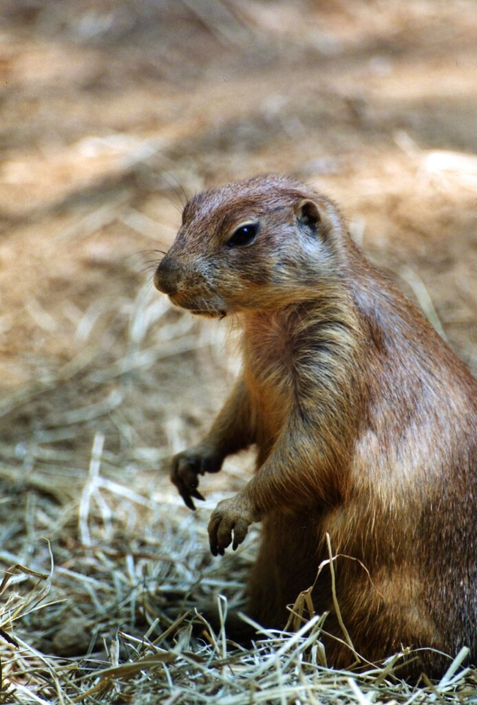 Barking Squirrel Shot of a Prairie Dog at our local Zoo. I… Flickr
