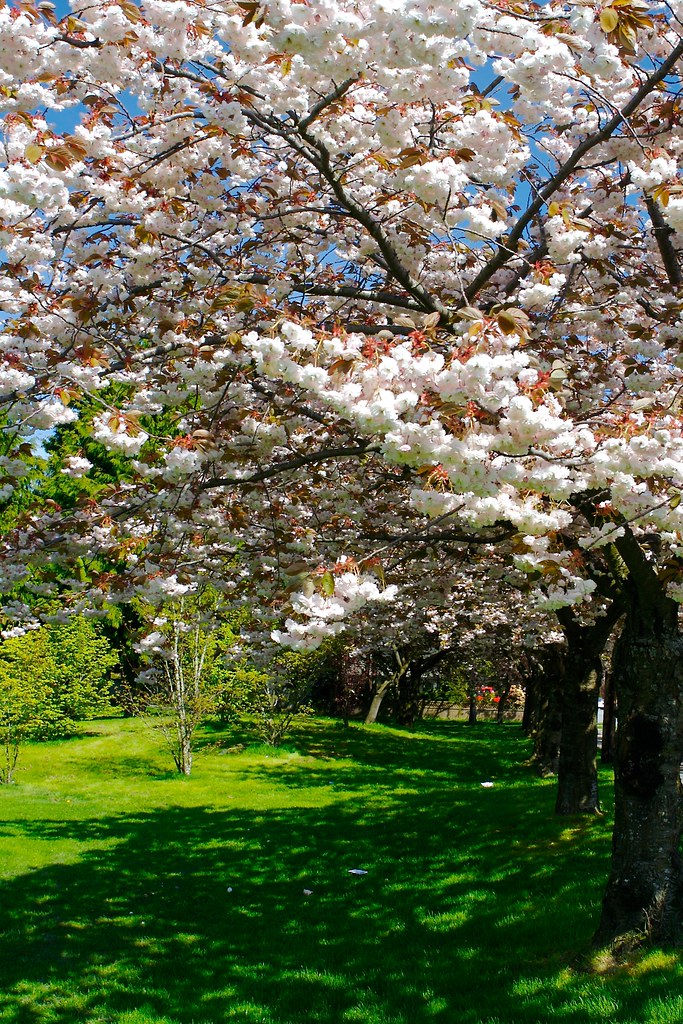 Cherry Blossom Trees Proggie Flickr