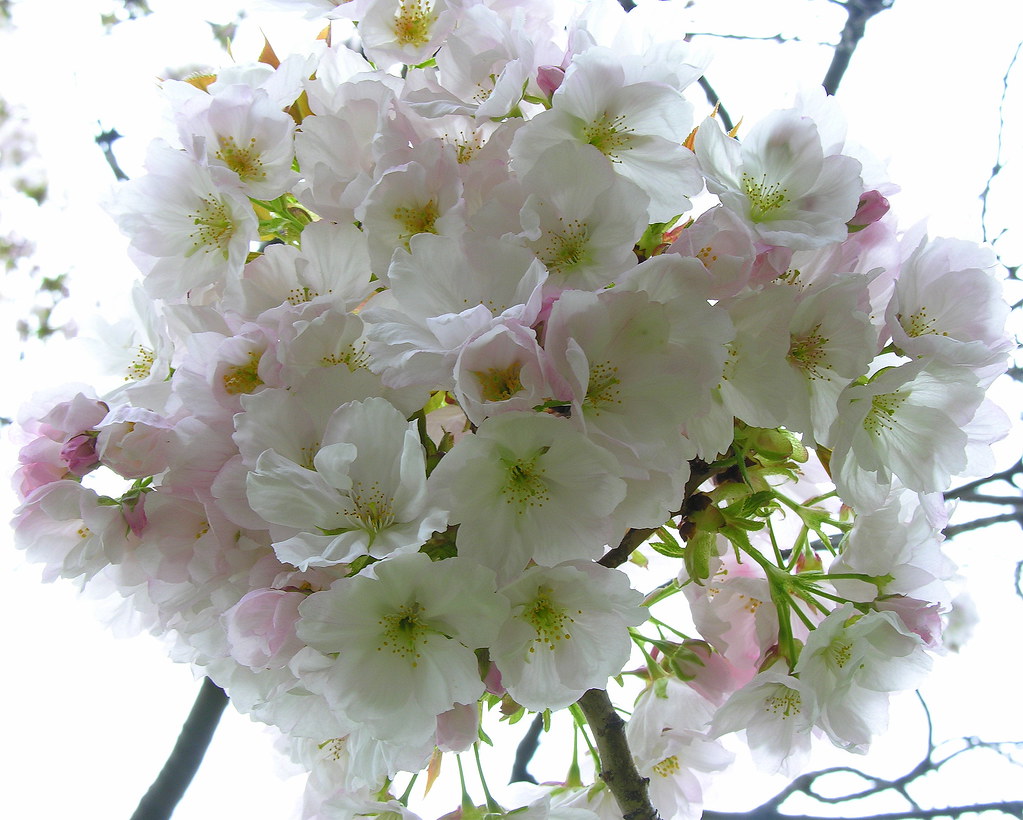 White cherry blossoms annulla Flickr