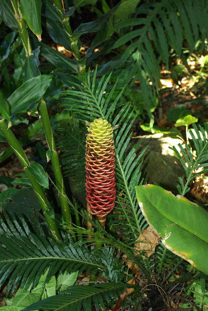 Ginger Plant Craig Jewell Flickr