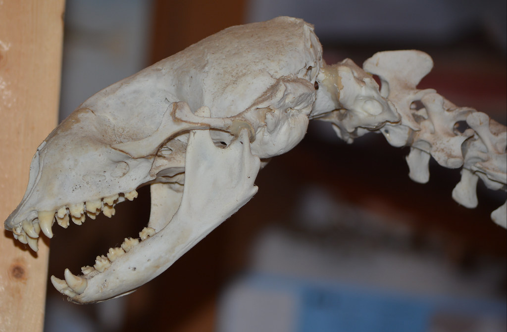 OTTER BONES ARTICULATED IN THE MUSEUM AT TELEGRAPH COVE, N… Flickr