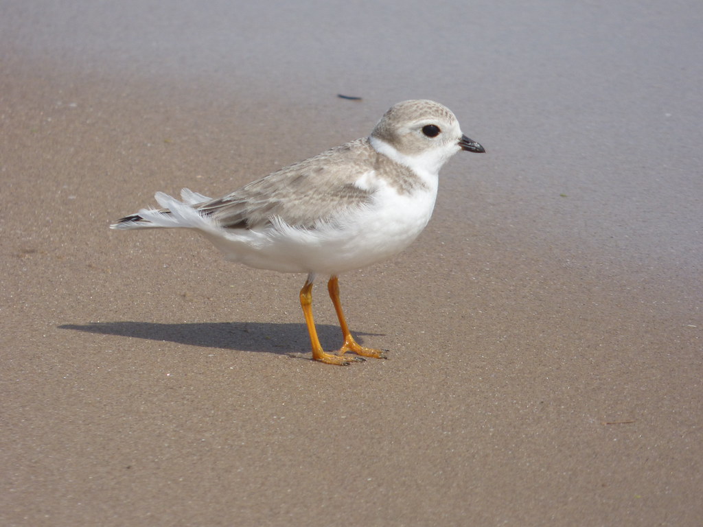 Piping Plover Milwaukee, WI Ryan Sallmann Flickr
