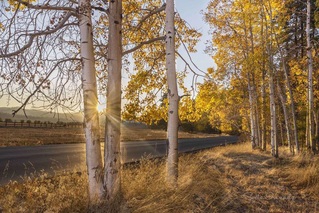 Aspen Trees . Black Butte Ranch, Central Oregon. Sveta Imnadze Flickr