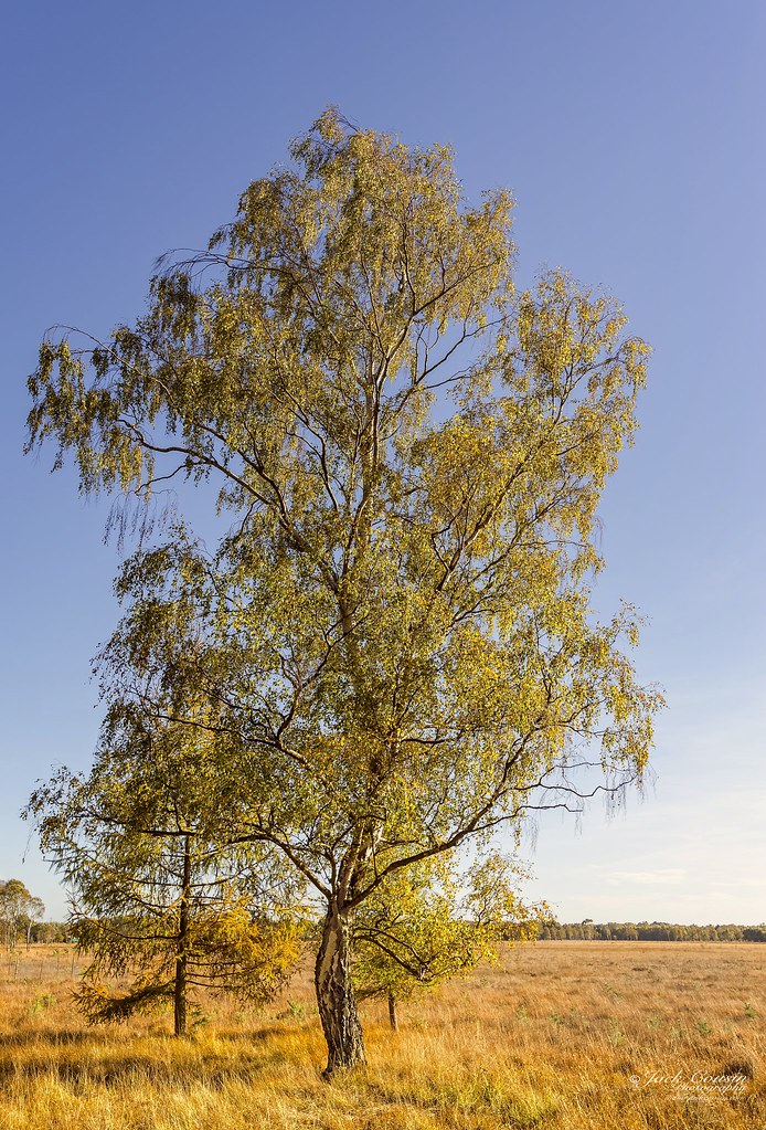 Lone silver birch tree. A tall isolated silver birch tree … Flickr