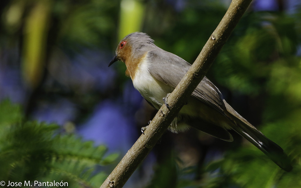 2LIFER!! El cuclillo enano o cuclillo gusanero es una esp… Flickr
