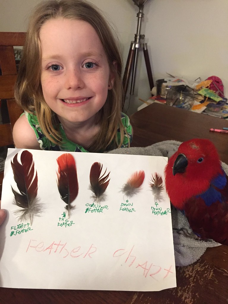 Types Of Bird Feathers Chart