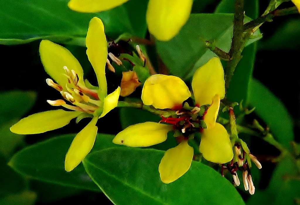 Flor Ojo de Gallina (?)/Gold Shower Flower Más posiblement… Flickr