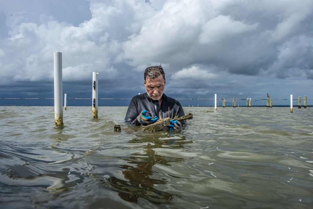 Alabama Oyster Farming Flickr