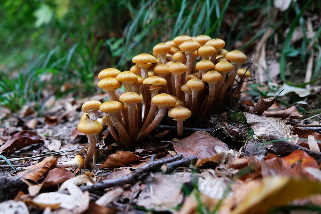 Can Mushrooms Be Exciting? 15 Marvellous Facts & Photos Our Wanders