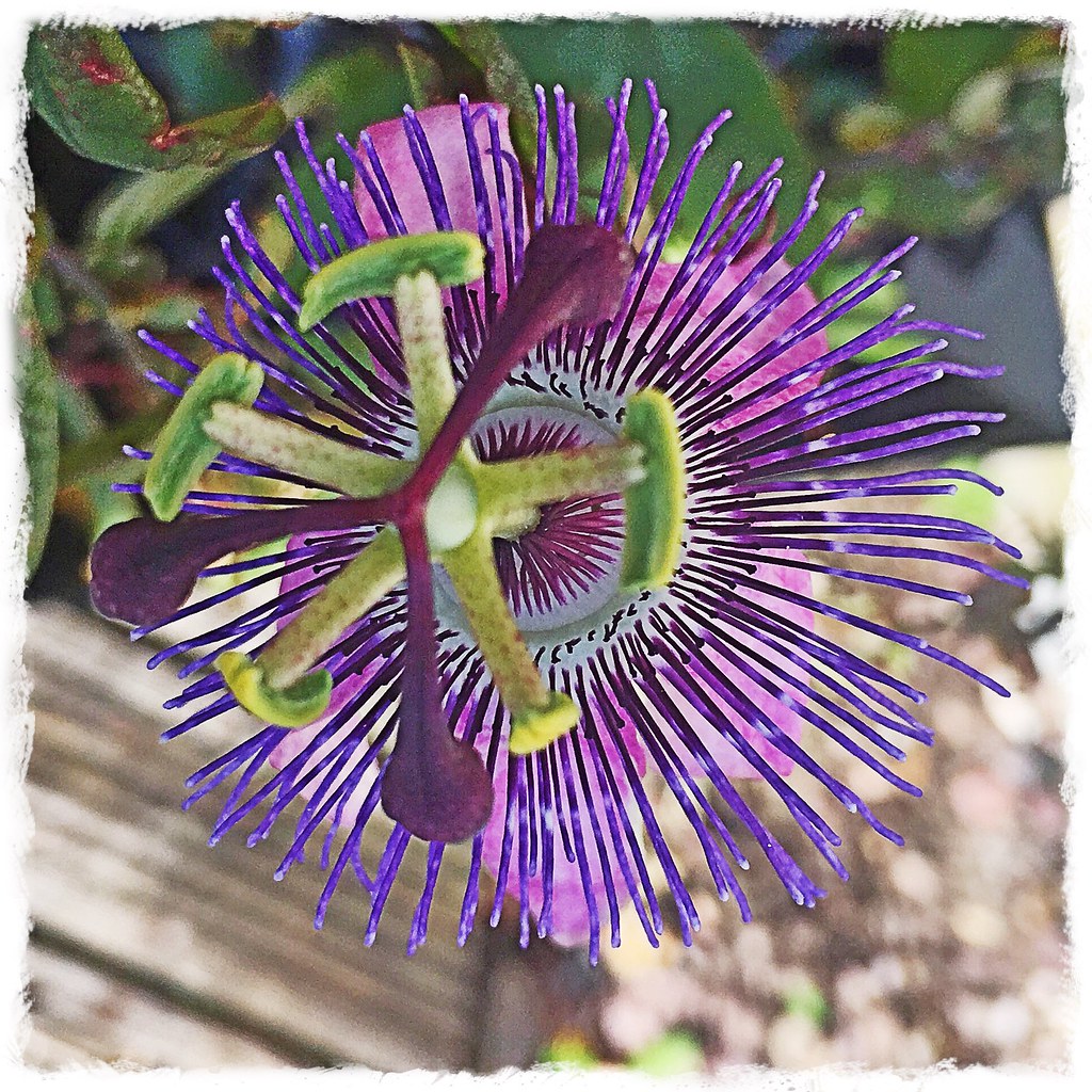 Purple Passion At last my Passion flower plant has decided… Flickr