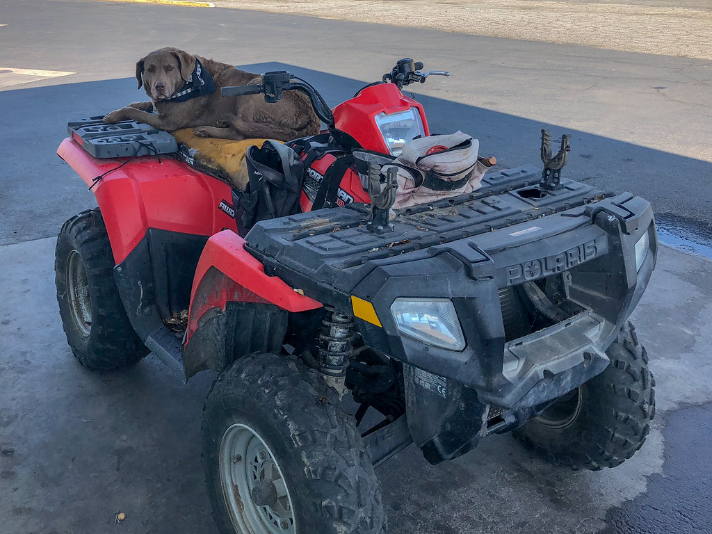 Dog Guarding ATV, Macdoel, California A dog sits patiently… Flickr