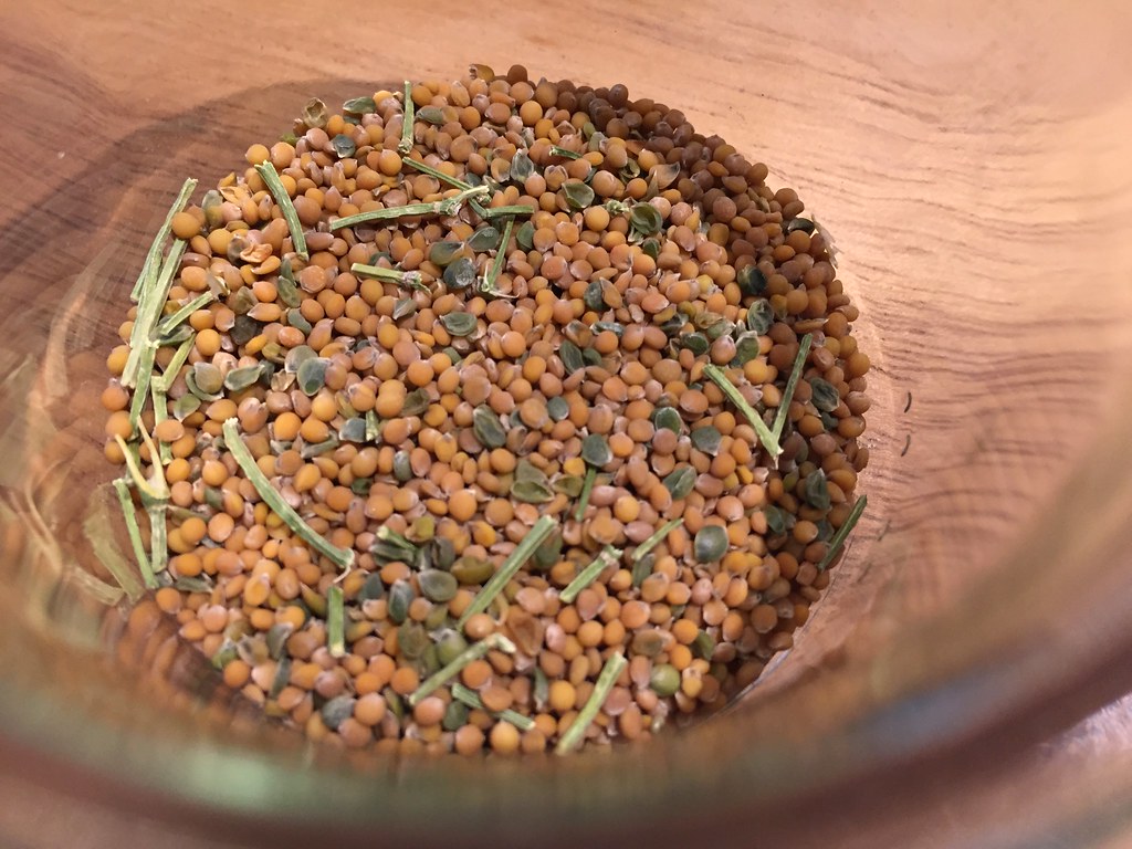 Mustard seeds Naoto Sato Flickr