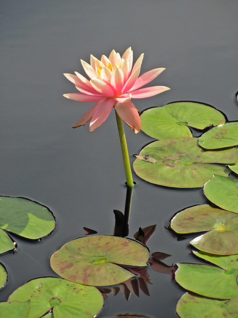 Water Lilies, North Carolina Museum of Art (4) This is a c… Flickr