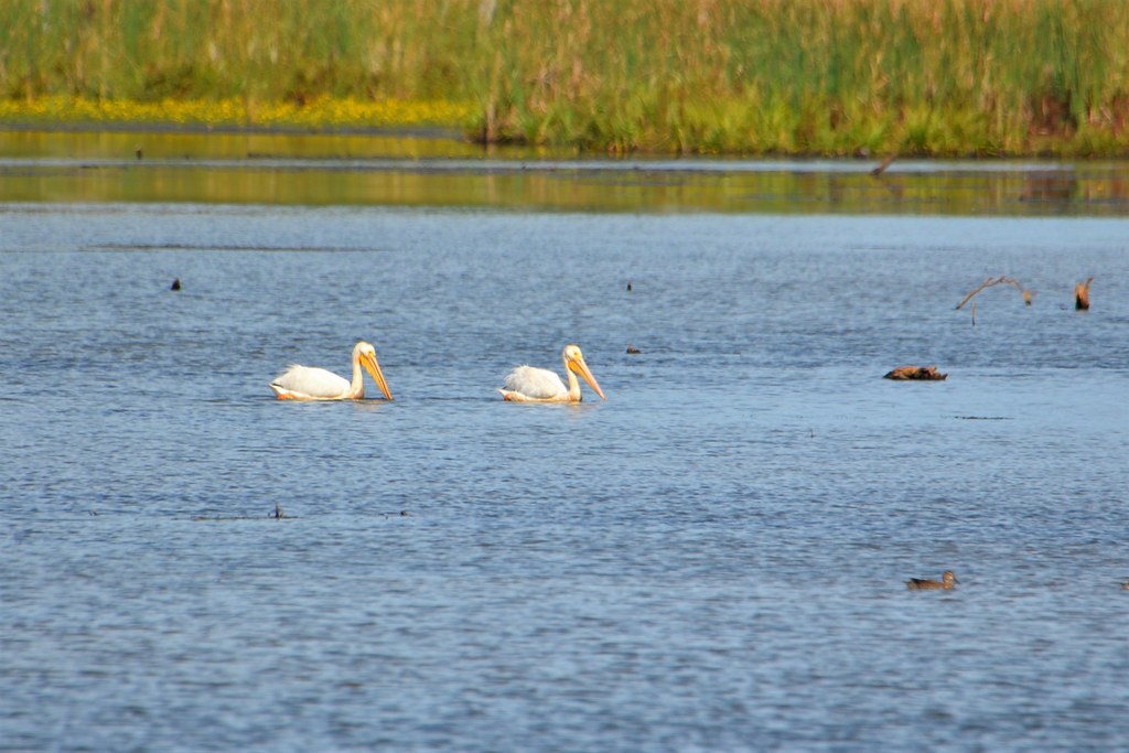 Pelican American White Pelican, Minnesota, Sherburne Coun… Flickr