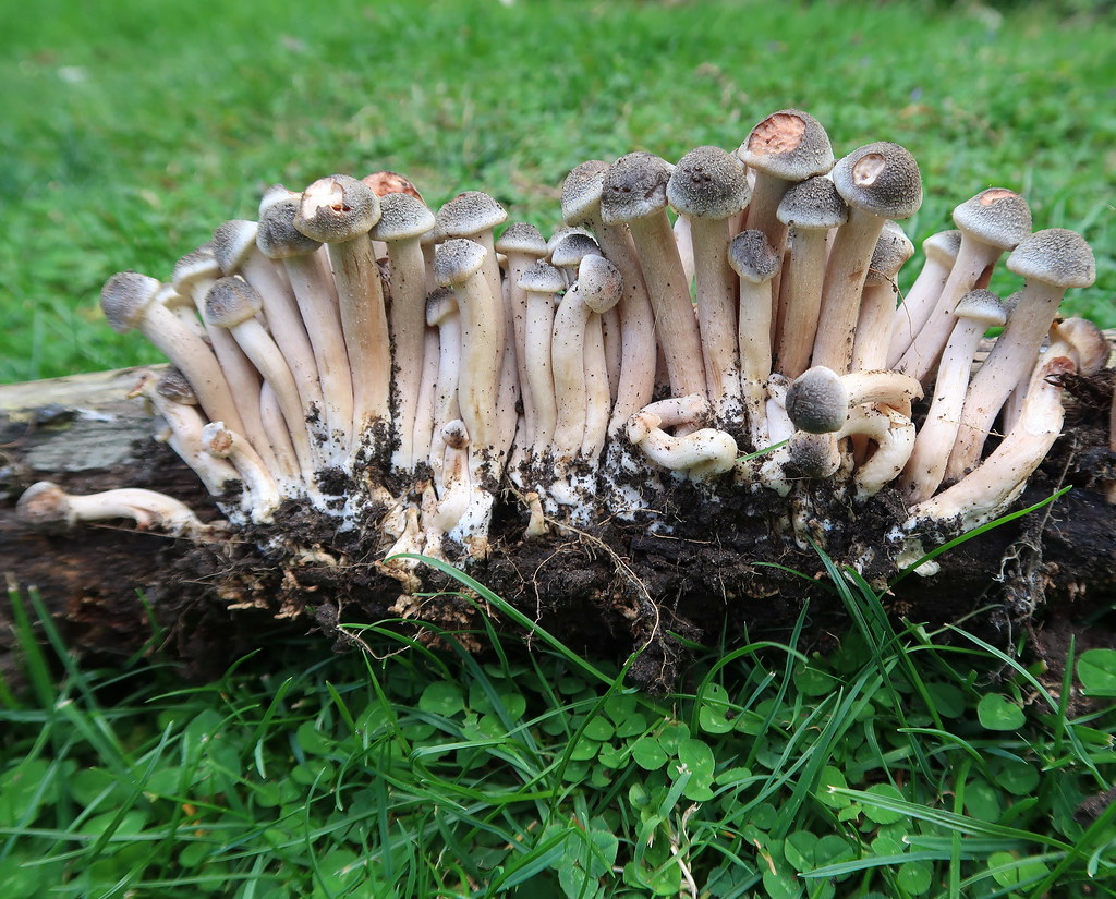 Probably honey fungus Growing on a dead eucalyptus tree ro… Flickr