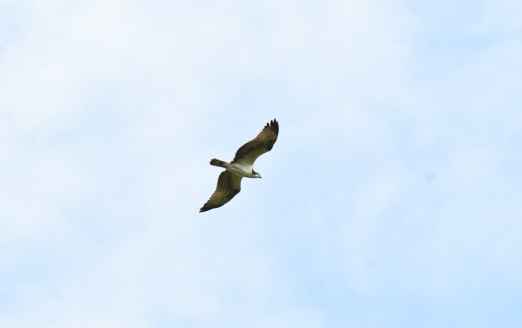 Osprey over Hazel Bazemore Hawk Watch, 9/18 Lance Felber