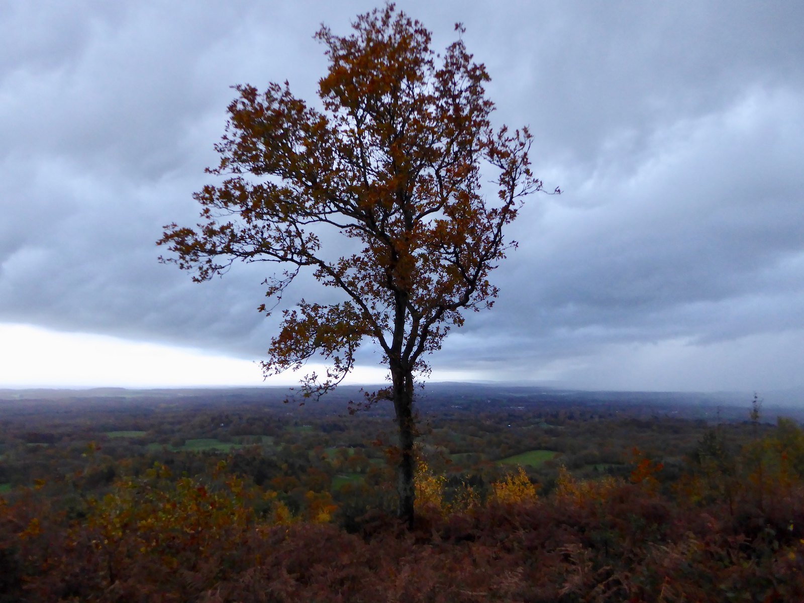 Photos Holmwood to Shamley Green Walk SWC