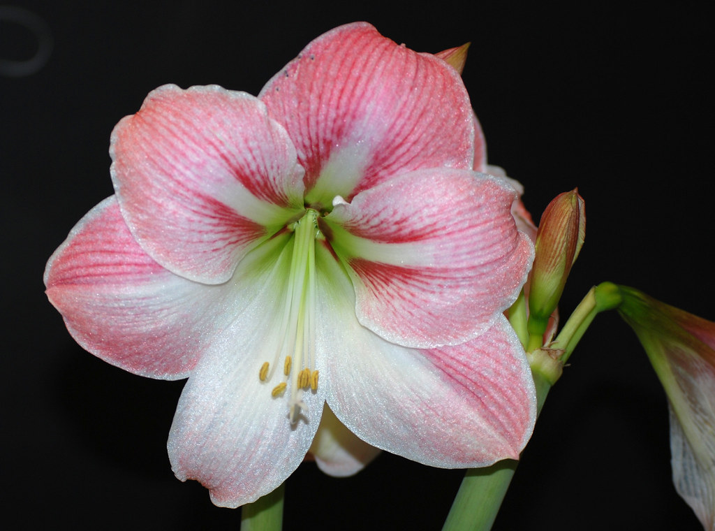 Monocot Flower Count the petals, and anthers, also notice … Flickr