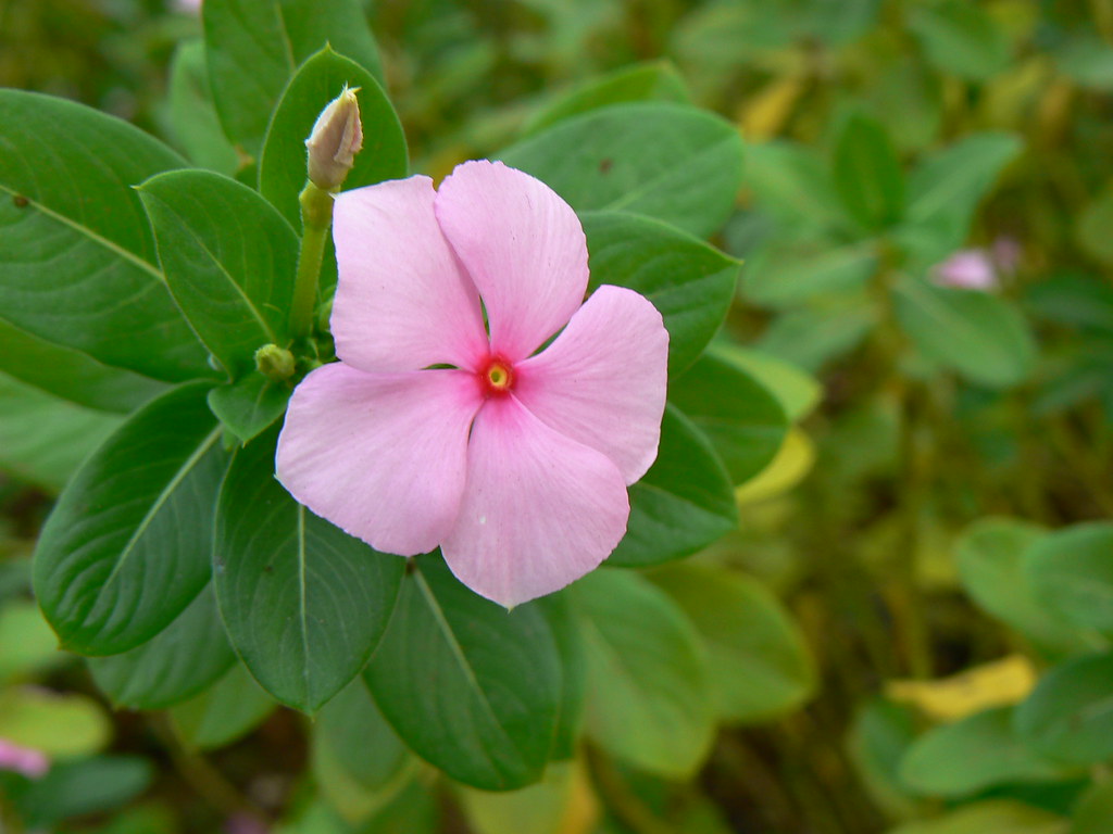 shavam naari (in Malayalam) a photo on Flickriver