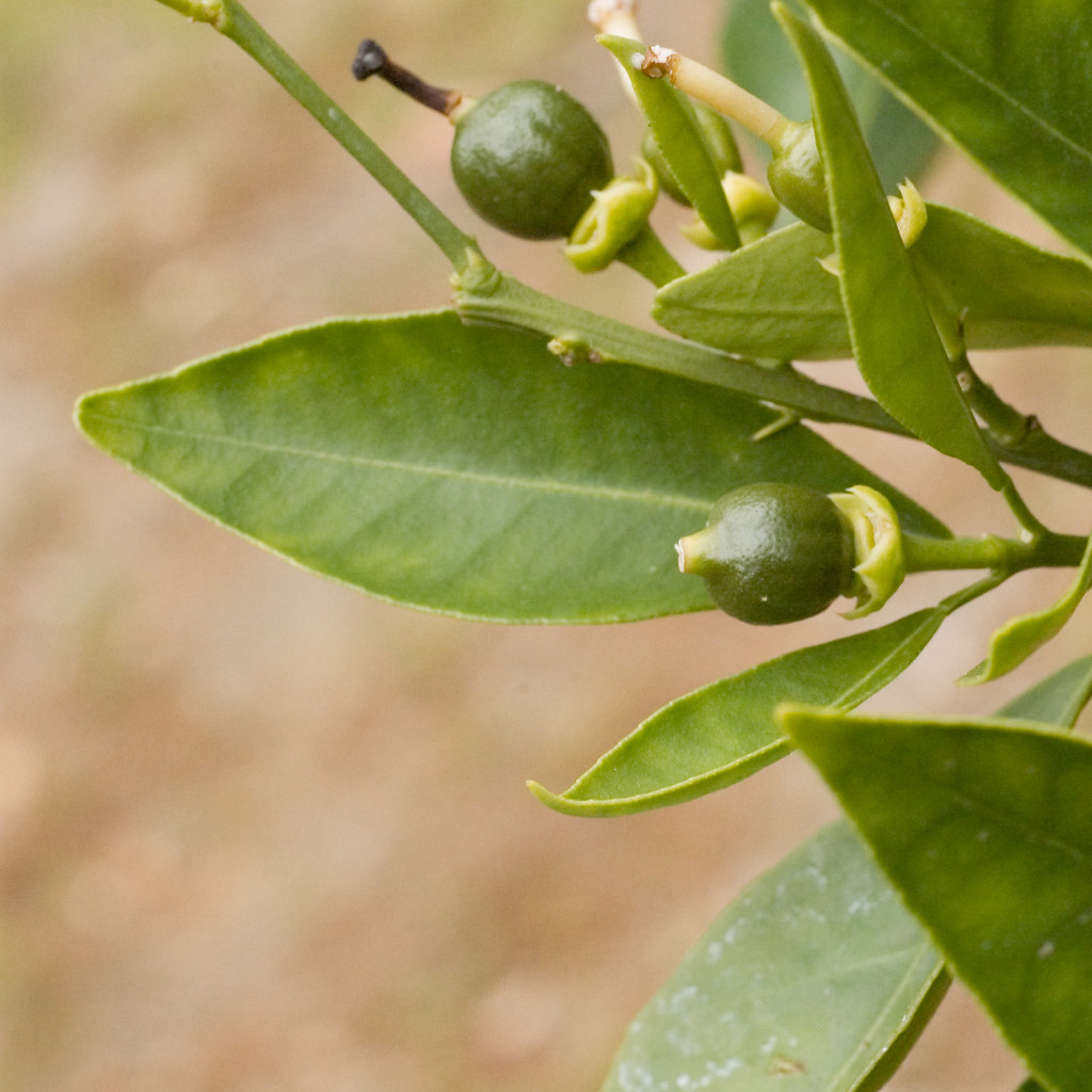 Baby Oranges Very young cara cara navel oranges. The bloom… Flickr