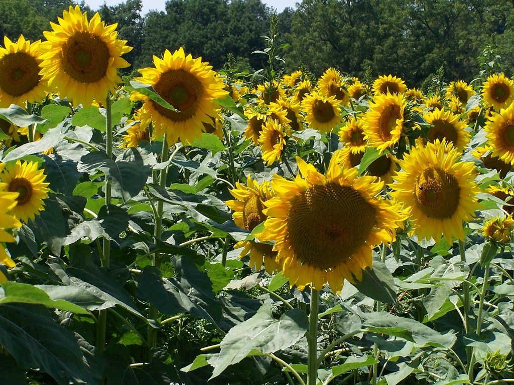 Sunflower field Passed this sunflower field near Yellow Sp… Flickr