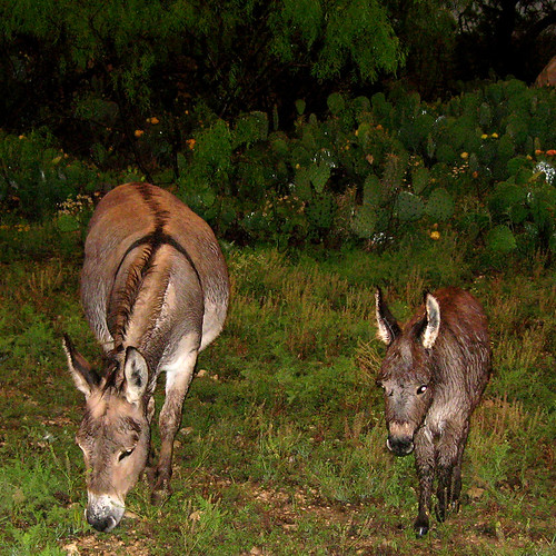 wet donkeys rdbeerd Flickr