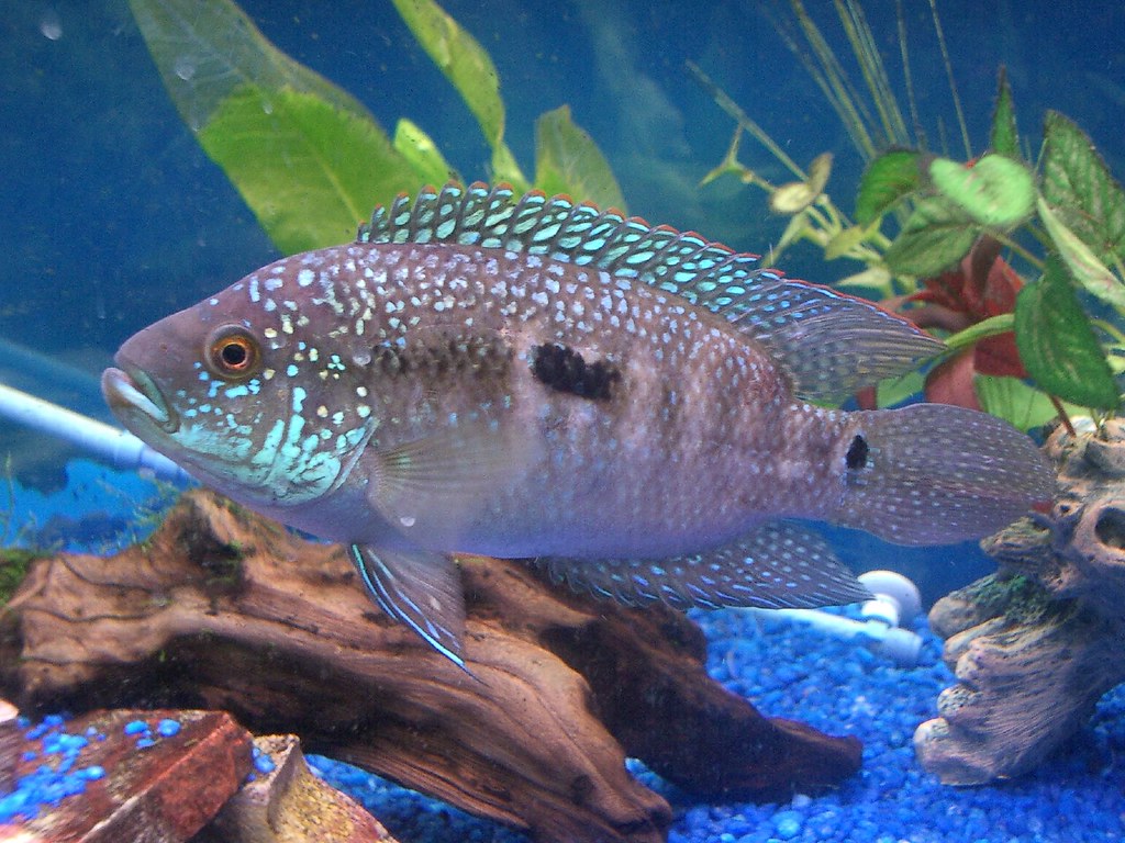 Female Jack Dempsey Not as large as the male, but similarl… Scott
