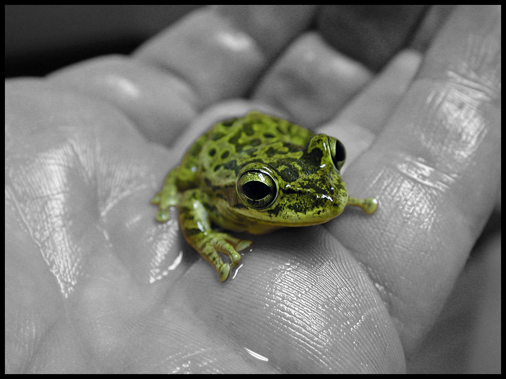 Tiny Frog Baby Frog in Florida [Explore 85] Scott Kinmartin Flickr