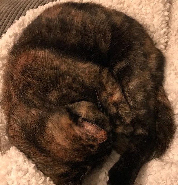 What did cats do before invention of fleece? catsofinstag… Flickr