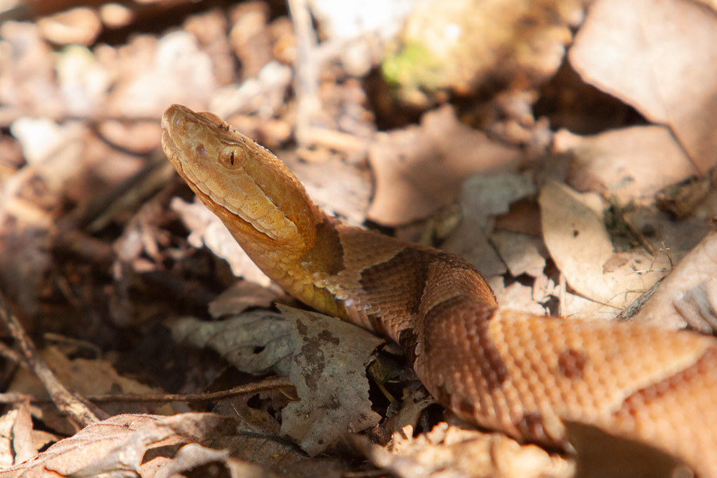 Copperhead Agkistrodon contortrix Douglas Mills Flickr