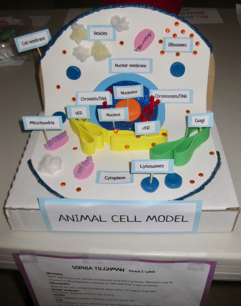 Animal Cell Model 7th Grade