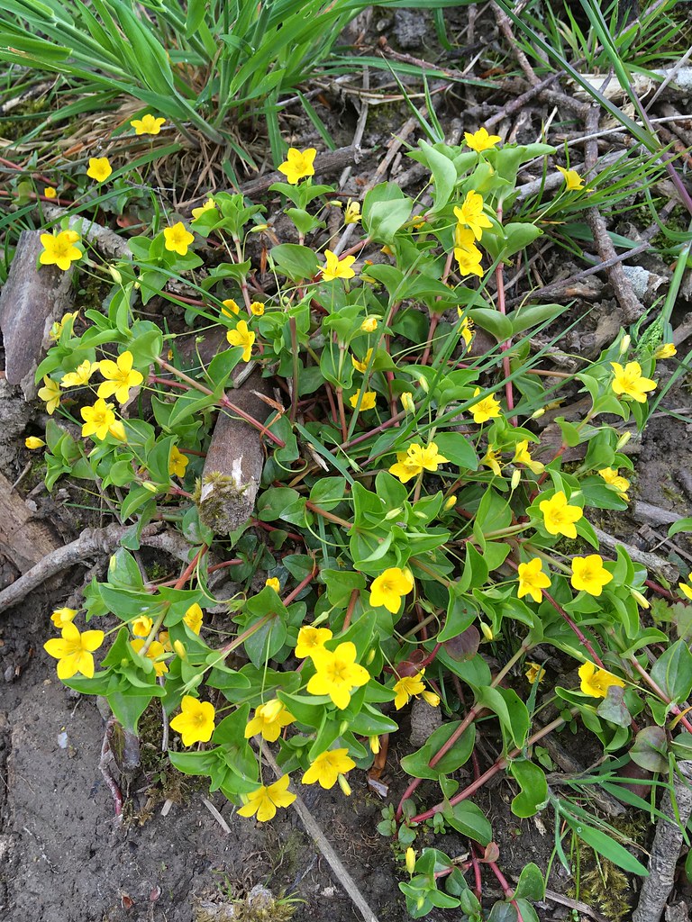 Yellow Pimpernel Lus Cholm Cille Colmcille's plant is … Flickr