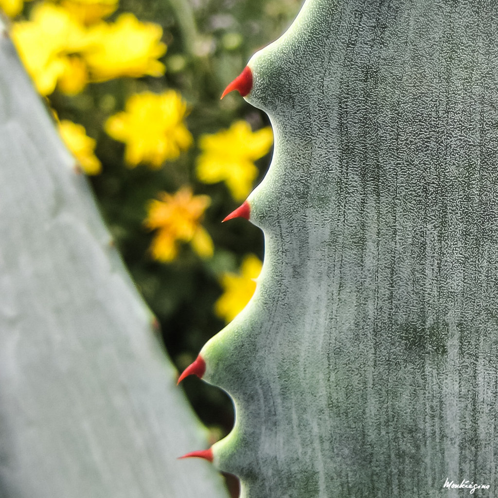 Agave americana Agave d'Amérique Commun Names century p… Flickr