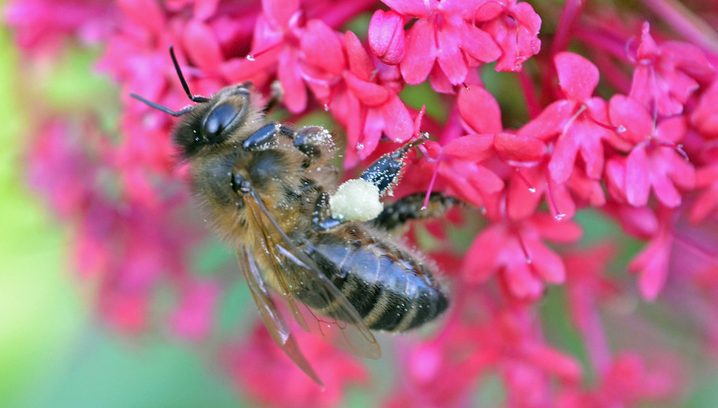 honey bee on valerian Valerian (Valeriana officinalis, Cap… Flickr