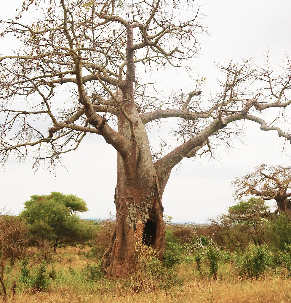 Poacher Hideout It is said poachers sometimes hide in this… Flickr